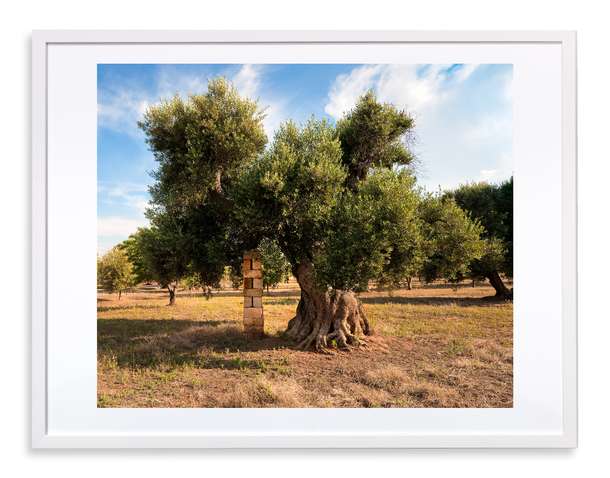 Olijfboom, ondersteund